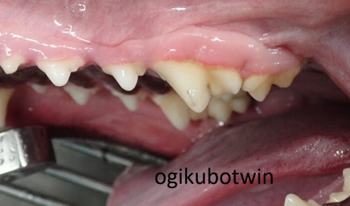 犬の奥歯　再生治療　治療後